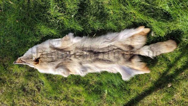 Kojotenfell ca 153 x 49 cm Qualität A ohne Pfoten